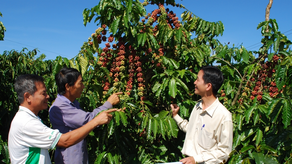 Lâm Đồng phát triển cà phê theo chuỗi nông sản toàn cầu