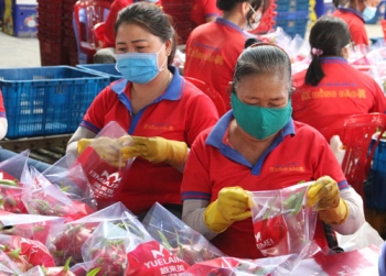 Bình Thuận xuất khẩu thanh long bằng đường biển