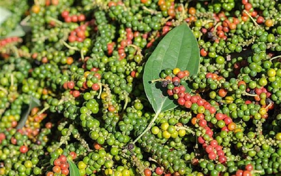 Giá tiêu hôm nay 6/3: Tăng mạnh 2.000 đồng/kg