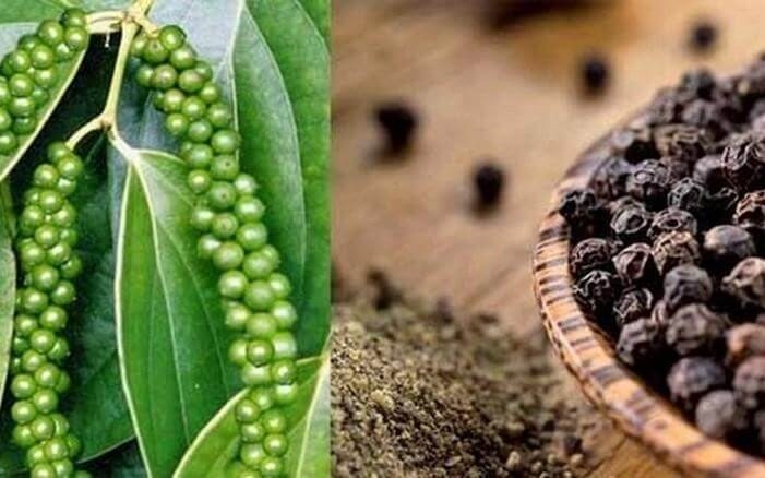 Giá tiêu hôm nay 24/3: Ổn định quanh mốc 64.000 – 66.500 đồng/kg