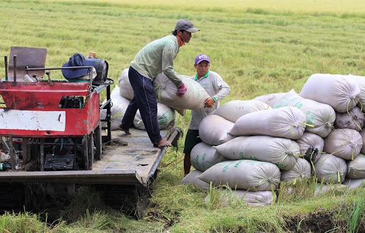 Giá lúa gạo hôm nay 1/3: Giá gạo xuất khẩu giảm 5 – 10 USD/tấn