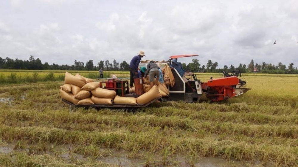 Giá lúa gạo hôm nay 16/2: Giá gạo xuất khẩu giảm 5 USD/tấn