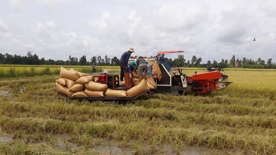 Giá lúa gạo hôm nay 6/4: Giá gạo xuất khẩu giảm 5 USD/tấn