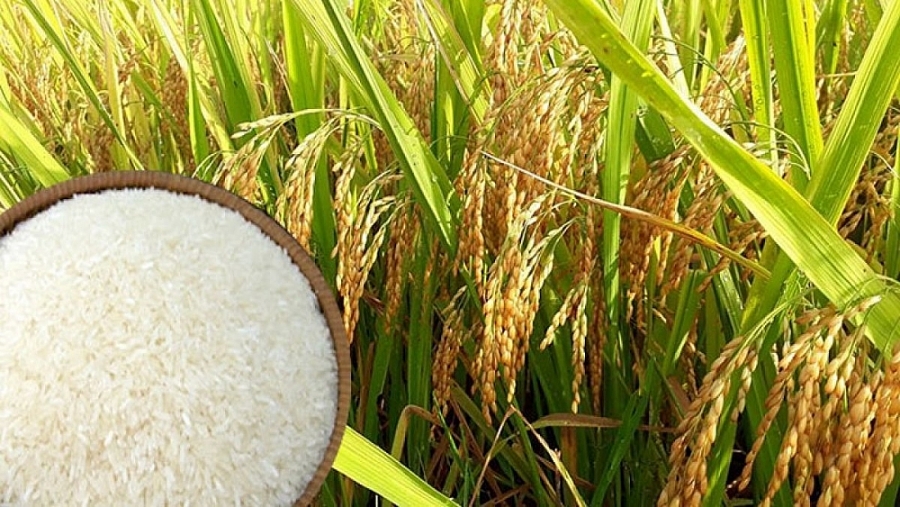Giá lúa gạo hôm nay 23/2: Giá gạo xuất khẩu giảm 5 USD/tấn