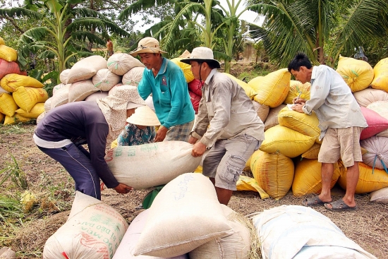 Giá lúa gạo hôm nay 20/2: Thị trường sôi động phiên đầu tuần