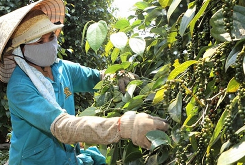 Giá tiêu hôm nay 28/3: Giá từ 64.000 – 66.500 đồng/kg, nhu cầu tăng mạnh từ Trung Quốc