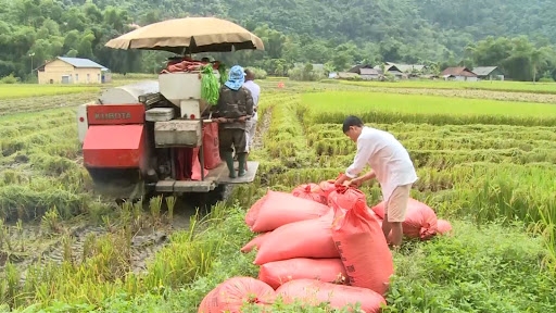 Giá lúa gạo hôm nay 1/4: Giá gạo tiếp tục đà giảm 50 đồng/kg