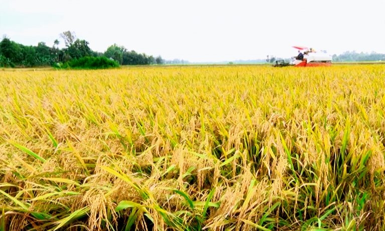 Giá lúa gạo hôm nay 6/3: Lúa Đông Xuân thu hoạch rộ, thị trường sôi động