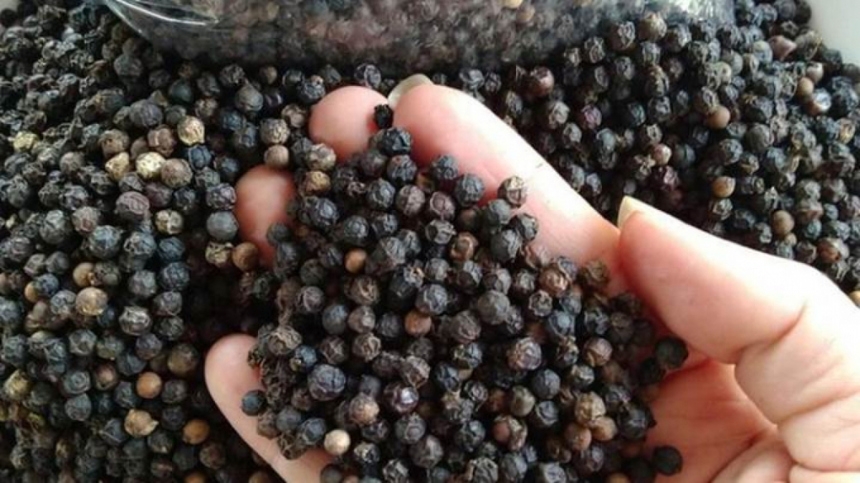 Giá tiêu hôm nay 19/3 và tổng kết tuần qua: Tăng 500 đồng/kg