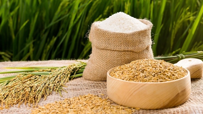 Giá lúa gạo hôm nay 12/3: Lúa Đông Xuân hút hàng, nguồn nhiều