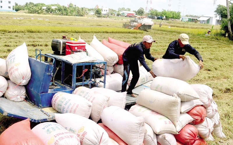 Giá lúa gạo hôm nay 24/2: Giá lúa biến động trái chiều, gạo tiếp tục giảm