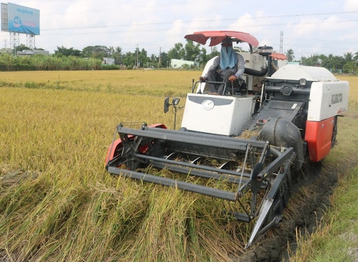 Giá lúa gạo hôm nay 8/3: Doanh nghiệp tăng gom hàng, thị trường sôi động