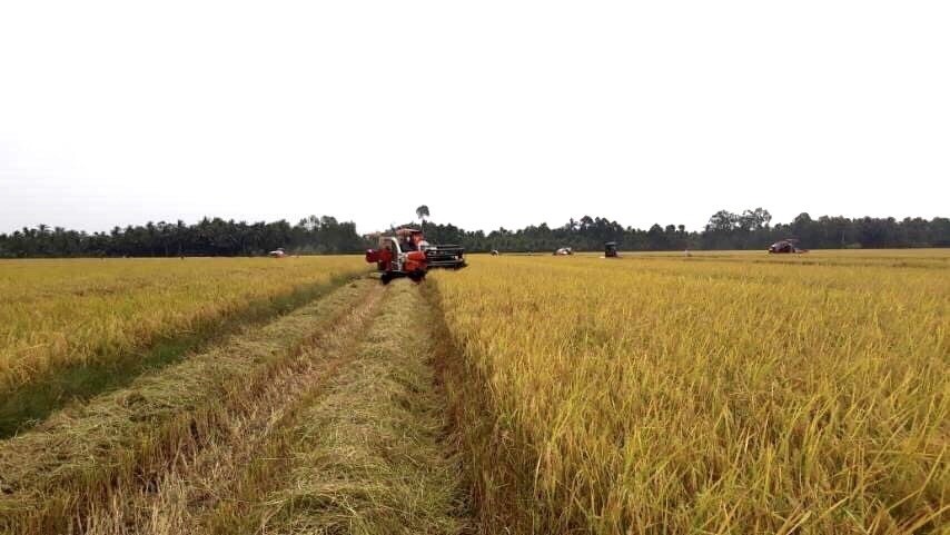 Giá lúa gạo hôm nay 22/3: Giá ổn định, gạo Việt có nhiều lợi thế trên thị trường