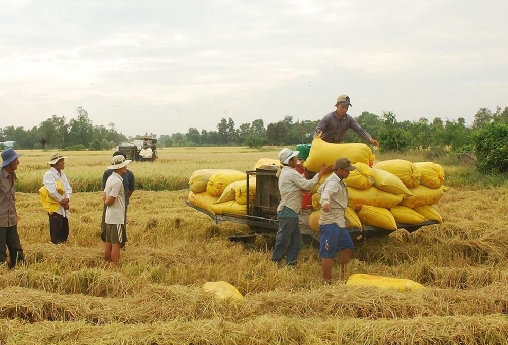 Giá lúa gạo hôm nay 24/3: Giá lúa gạo có xu hướng tăng trở lại