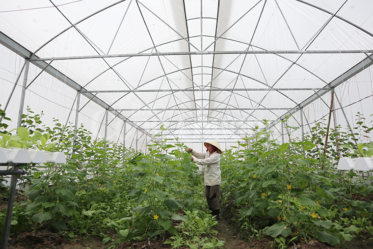 Hiệu quả mô hình trồng rau nhà lưới ở thị trấn Đồng Văn  Báo Hà Giang điện  tử