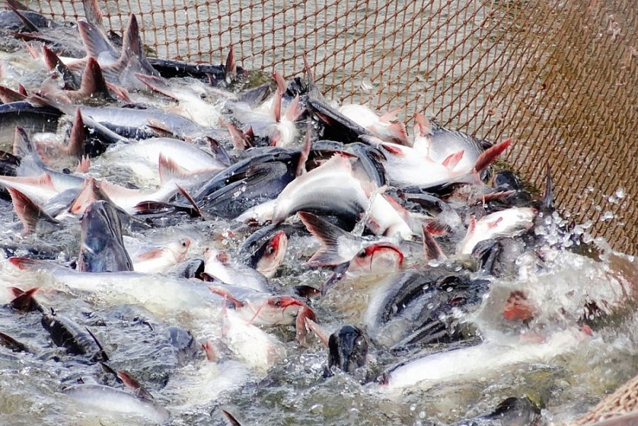 Giá xuất khẩu cá tra sang Brazil giảm 2 con số