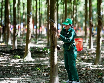 Trung Quốc tăng nhập khẩu cao su từ thị trường Việt Nam