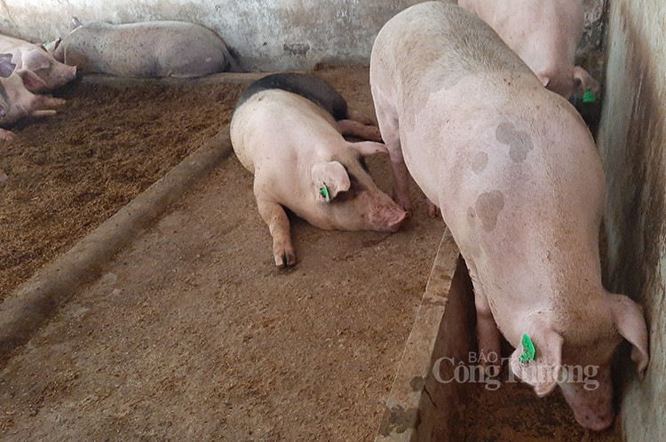 Giá heo hơi hôm nay 26/5: Tăng nhẹ tại khu vực miền Nam