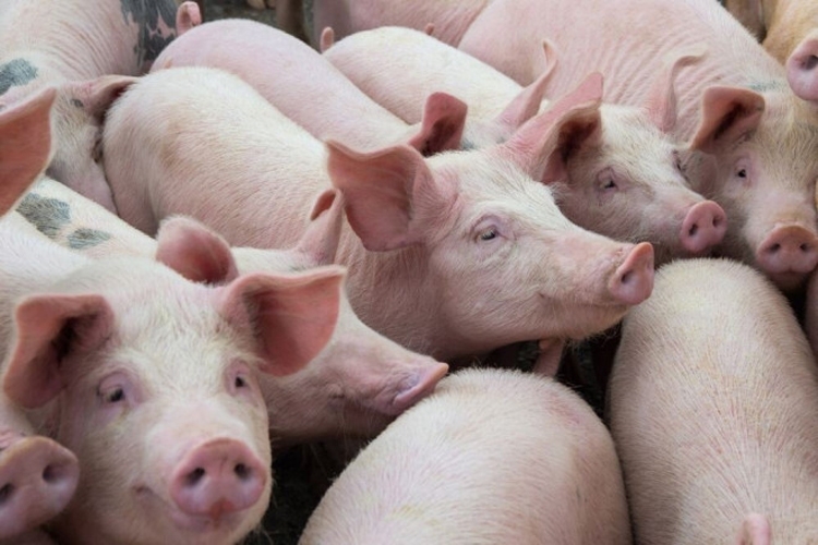 Giá heo hơi hôm nay 30/5: Biến động trái chiều từ 1.000 - 3.000 đồng/kg