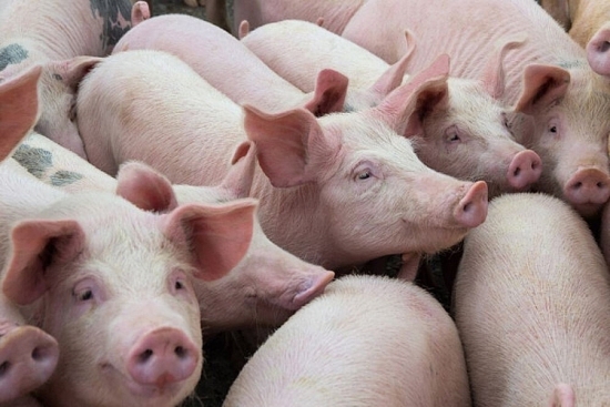 Giá heo hơi hôm nay 30/5: Biến động trái chiều từ 1.000 - 3.000 đồng/kg
