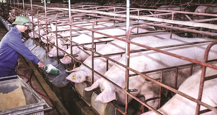 Giá heo hơi hôm nay 28/5: Ghi nhận mức cao nhất 61.000 đồng/kg