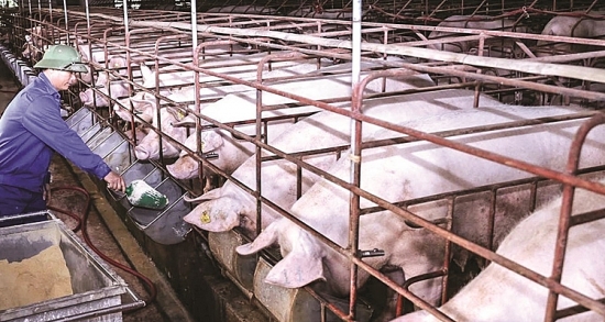 Giá heo hơi hôm nay 3/2: Tăng/giảm trong khoảng 1.000 - 2.000 đồng/kg