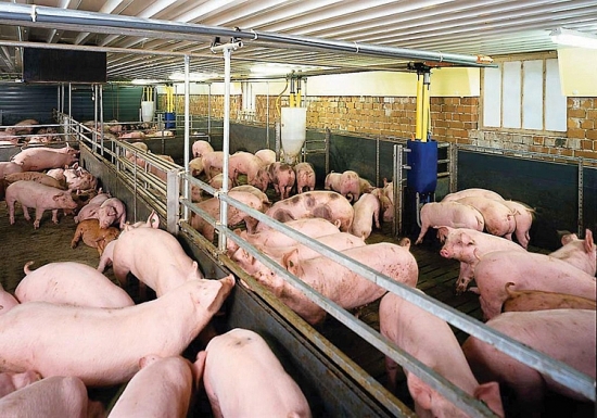 Giá heo hơi hôm nay 10/2: Điều chỉnh trái chiều 2.000 - 4.000 đồng/kg tại một vài địa phương