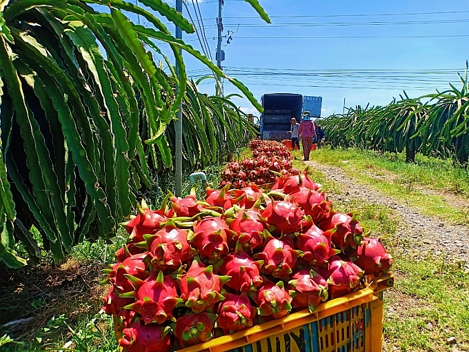 thanh long, một trong số các mặt hàng trái cây được đánh giá sẽ hưởng lợi khi FTA này được ký kết