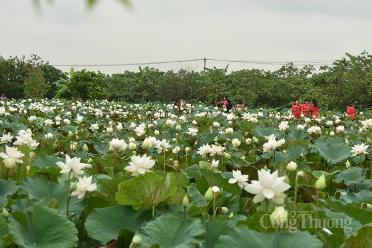 Văn hóa và hoa sen luôn có mối liên hệ đặc biệt. Hoa sen được coi là biểu tượng của tinh thần Việt Nam, một nét đẹp và tinh tế của văn hóa Việt Nam. Hãy cùng chúng tôi tìm hiểu về mối liên hệ này thông qua những hình ảnh đầy mê hoặc về hoa sen.