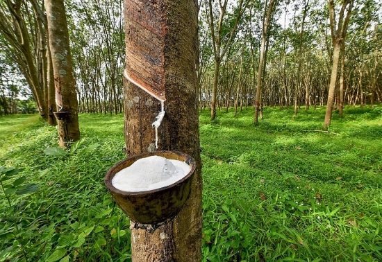Cao su Việt Nam tăng thị phần ở Hàn Quốc