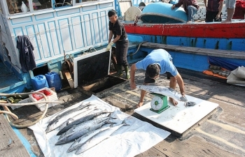 Nỗ lực gỡ "thẻ vàng" IUU: 4 vấn đề phải khắc phục sớm