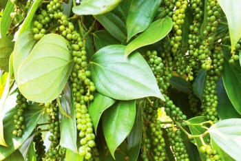 Giá hạt tiêu trở lại mốc 60.000 đồng/kg