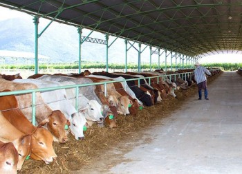 Kon Tum thu hồi dự án nuôi bò 1.600 tỷ đồng của Bầu Đức