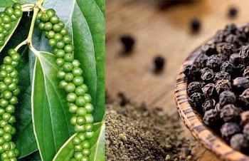 “Bé hạt tiêu” đang mất dần lợi thế