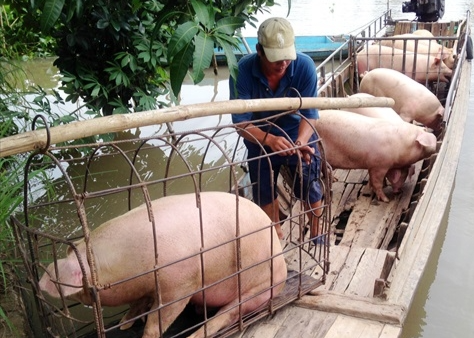 Giá heo hơi hôm nay 27/5: Giảm nhẹ 1.000 đồng/kg tại một vài địa phương
