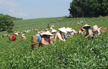 Giá chè xuất khẩu sang Trung Quốc tăng rất mạnh