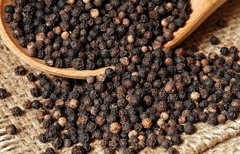 Giá hạt tiêu trở lại mốc 40.000 đồng/kg