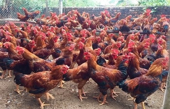 Thời cơ vàng tăng thị phần thịt gà