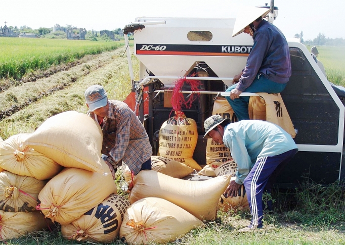 Giá lúa gạo hôm nay 30/3: Giá lúa đồng loạt giảm 100-800 đồng/kg, giá gạo xuất khẩu tăng 20 USD/tấn