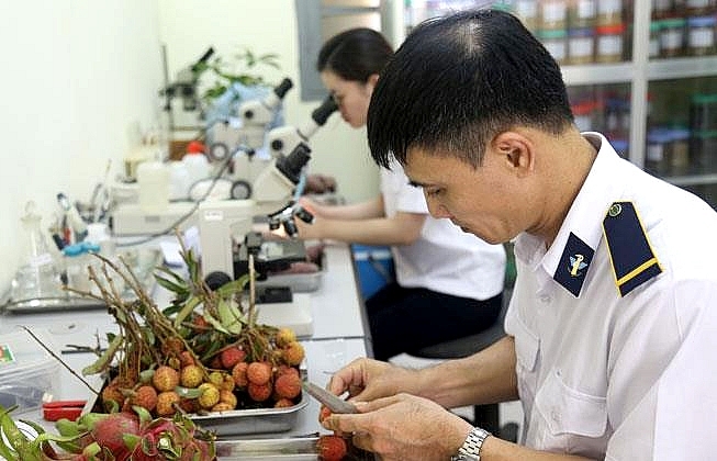 Xuất khẩu vải thiều qua các cửa khẩu nhanh gọn