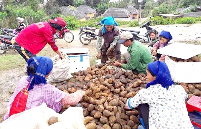 Lào Cai: Sâm đất bán chạy